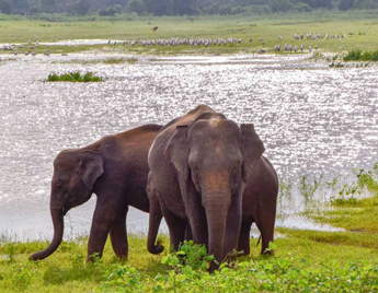 Lunugamvehera National park